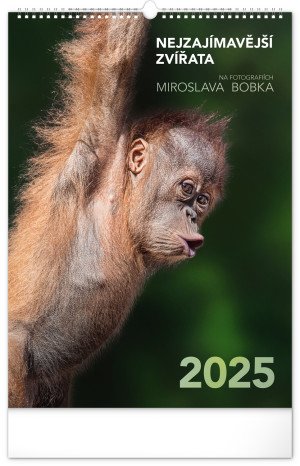 Nástěnný kalendář Nejzajímavější zvířata 2025, 33 × 46 cm - Reklamnepredmety