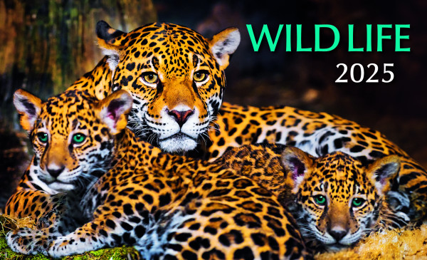 Stolní kalendář Wild life 2025